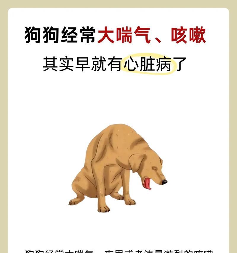 宠物生病的原因和应对方法（以狗狗生病为例）