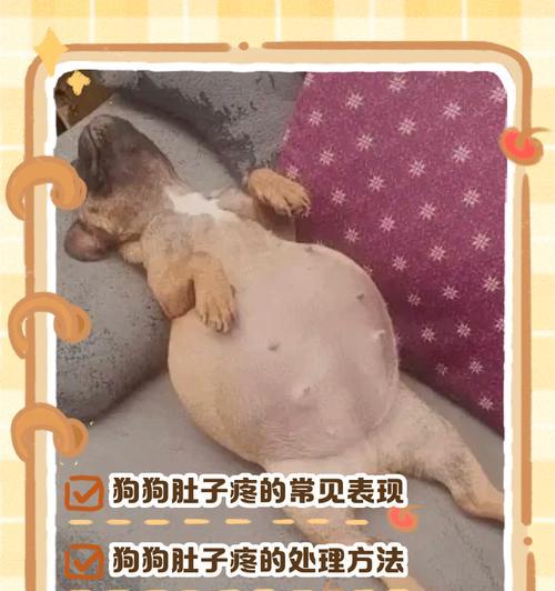 宠物狗爱蹭肚皮的原因与健康影响(探究狗狗蹭肚皮的行为习惯) 宠物狗爱蹭肚皮的原因与健康影响(探究狗狗蹭肚皮的行为习惯)