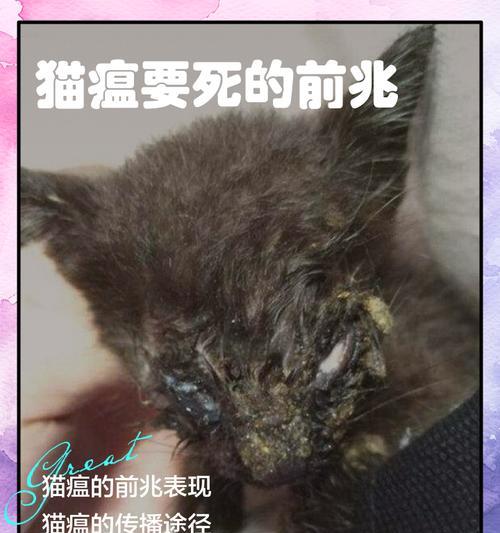 宠物猫是否可能患上狂犬病（探究家猫是否具备患上狂犬病的风险）