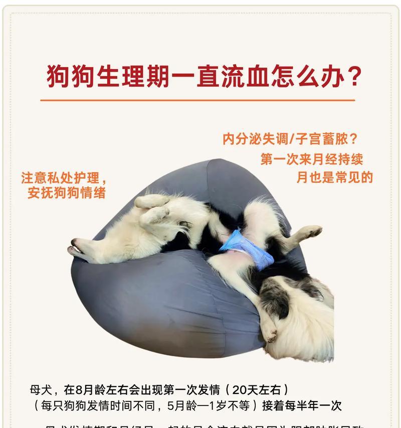 如何处理母狗产后不排便问题（宠物护理技巧）