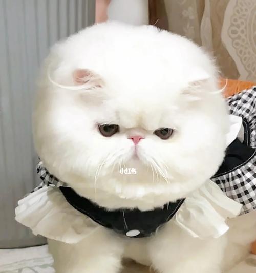 淘气猫的日常生活——加菲猫的奇趣之旅（探索加菲猫的世界）