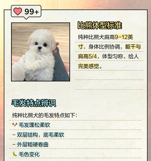 纯种比熊犬特征详解——你必须知道的10个特点 纯种比熊犬特征详解——你必须知道的10个特点