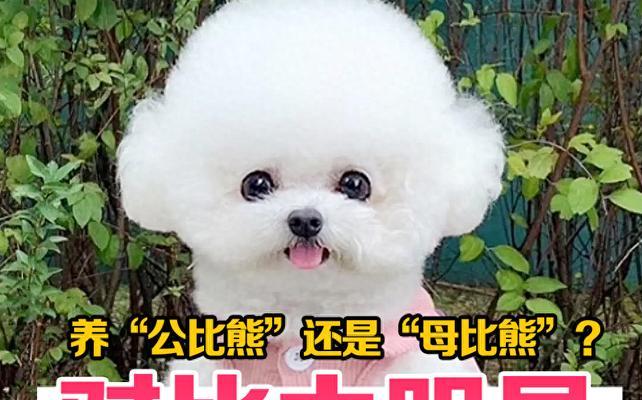 纯种比熊犬特征详解——你必须知道的10个特点