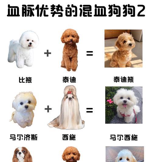 纯种比熊犬特征详解——你必须知道的10个特点 纯种比熊犬特征详解——你必须知道的10个特点