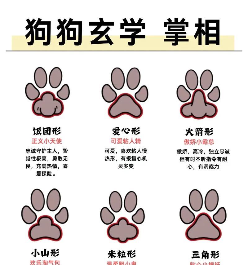狗的脚掌之神奇功能(探秘狗的脚掌) 狗的脚掌之神奇功能(探秘狗的脚掌)