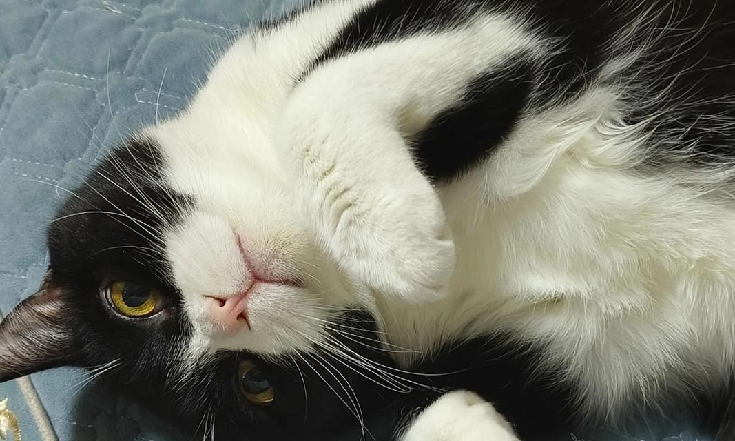 小猫咪会跑了有多大（探究宠物猫跑步的大小和相关因素）
