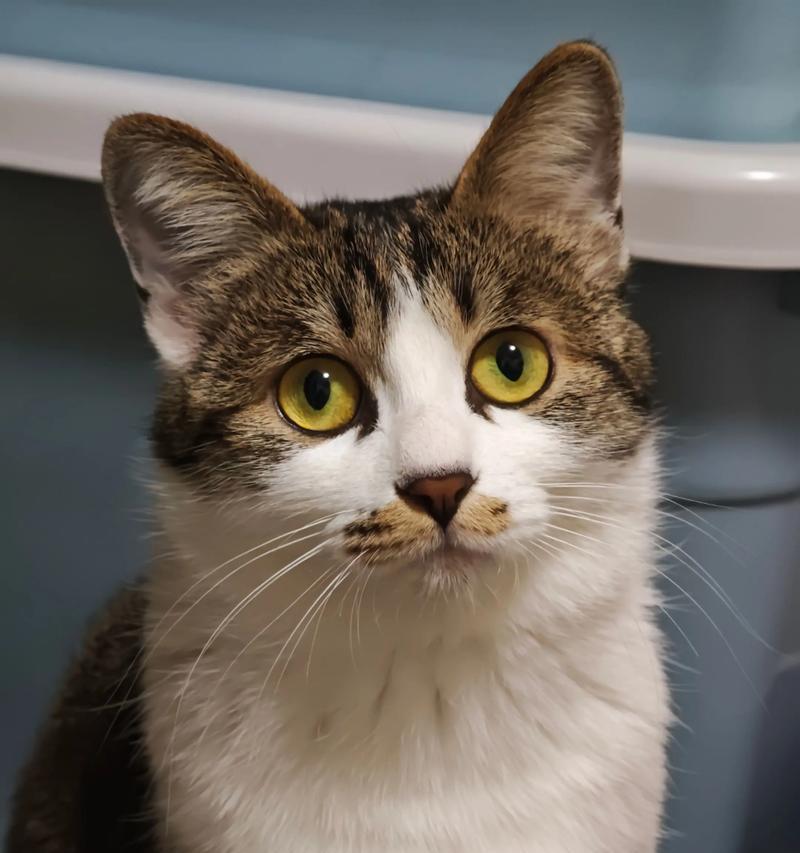 小猫咪会跑了有多大(探究宠物猫跑步的大小和相关因素) 小猫咪会跑了有多大(探究宠物猫跑步的大小和相关因素)
