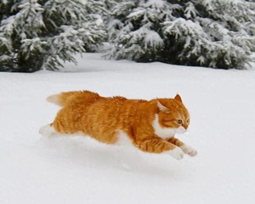 小猫咪会跑了有多大(探究宠物猫跑步的大小和相关因素) 小猫咪会跑了有多大(探究宠物猫跑步的大小和相关因素)