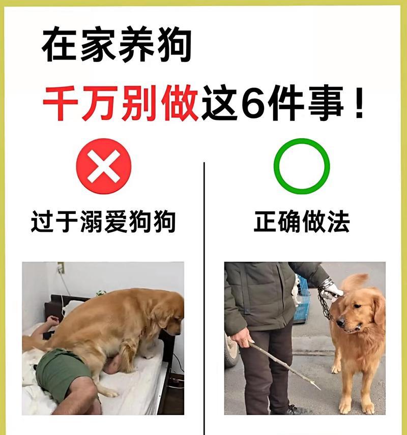 如何正确训练你的宠物狗(掌握科学训练技巧) 如何正确训练你的宠物狗(掌握科学训练技巧)