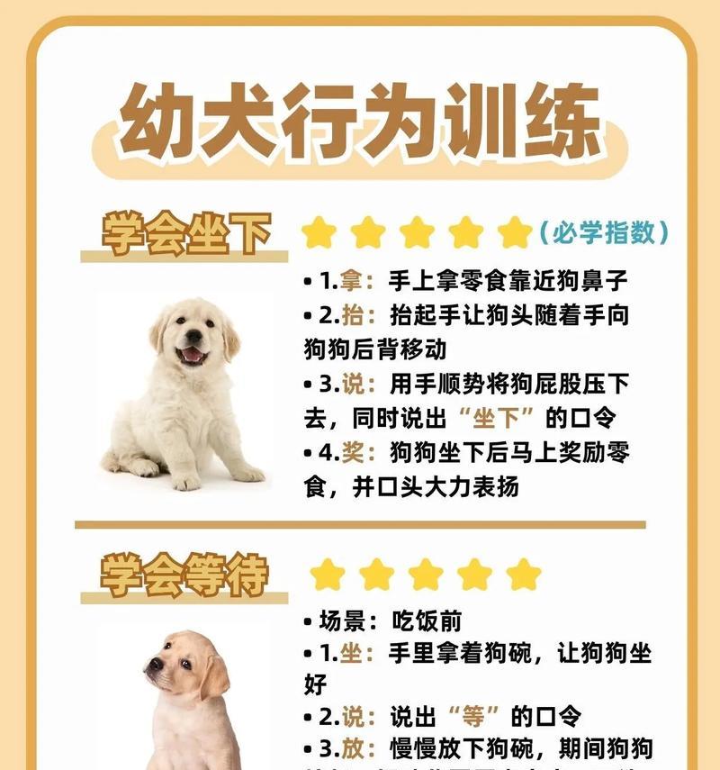 如何正确训练你的宠物狗（掌握科学训练技巧）