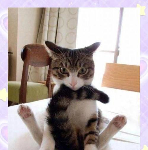 小猫尾巴的奇妙之旅（探秘宠物小猫尾巴的形态和作用）