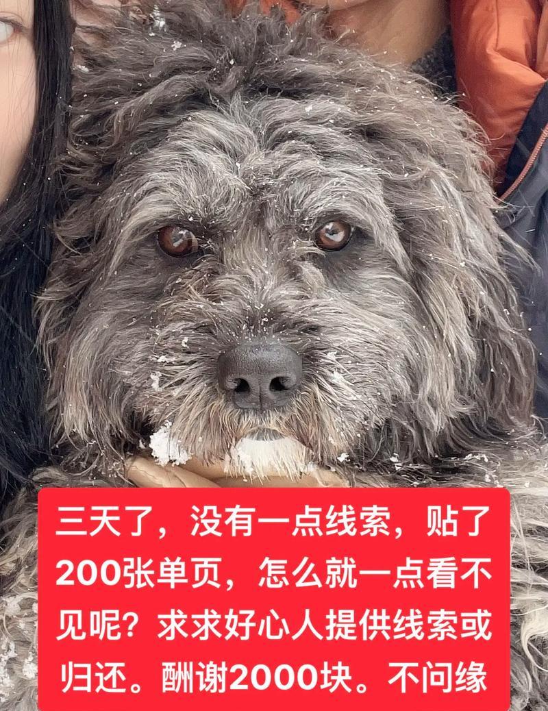 小狗没有打疫苗，可以驱虫吗（宠物健康保护）