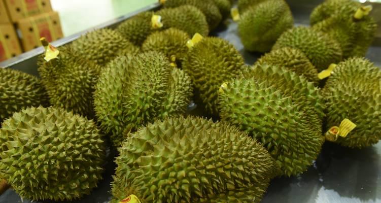 探寻泰国独特的犬种和水果（从宠物到美食）