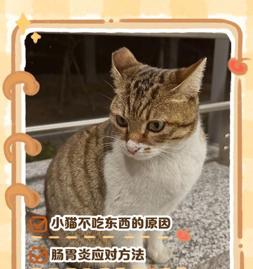 小猫的饮食习惯（探究小猫吃食的过程与技巧）
