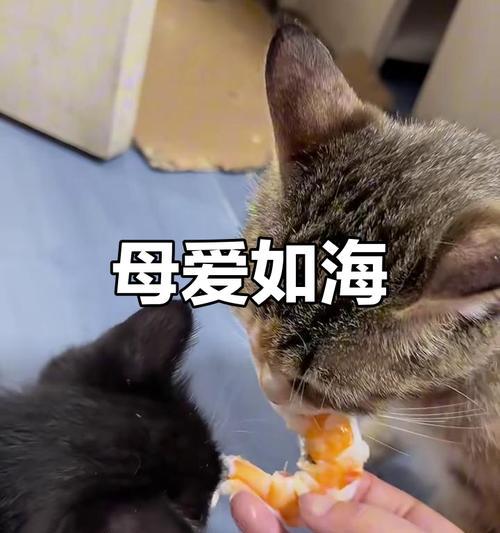 猫咪能否吃生虾(宠物饮食注意事项) 猫咪能否吃生虾(宠物饮食注意事项)