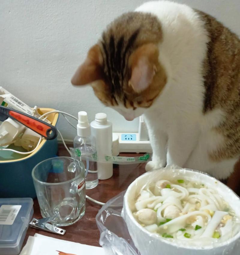 猫咪能否吃生虾(宠物饮食注意事项) 猫咪能否吃生虾(宠物饮食注意事项)