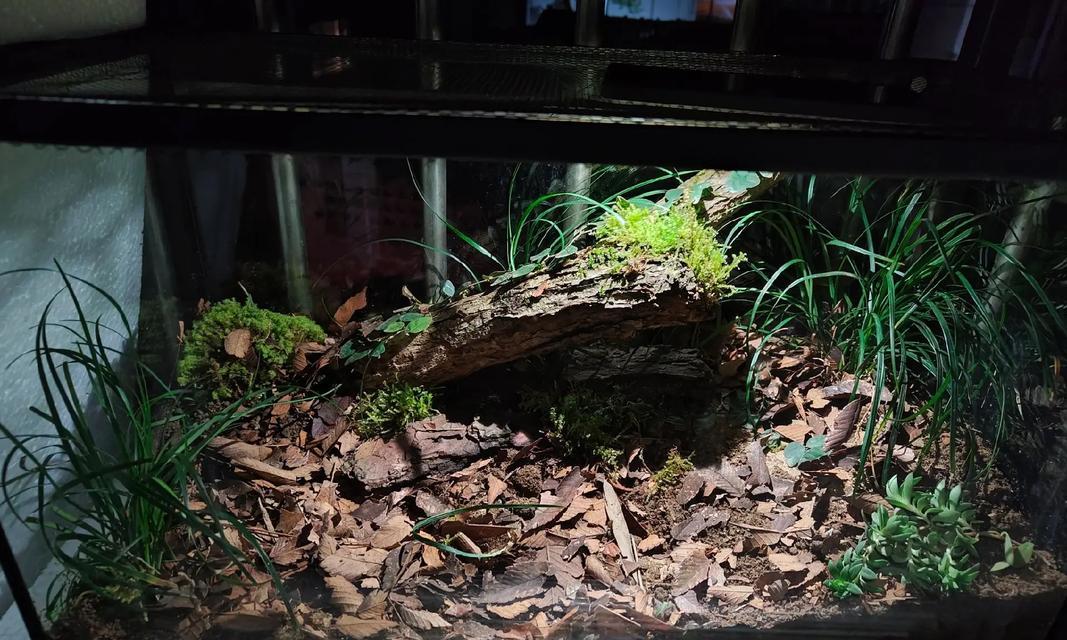 萌宠水族迷你缸创造生活情趣(以亮点水族迷你缸为载体) 萌宠水族迷你缸创造生活情趣(以亮点水族迷你缸为载体)