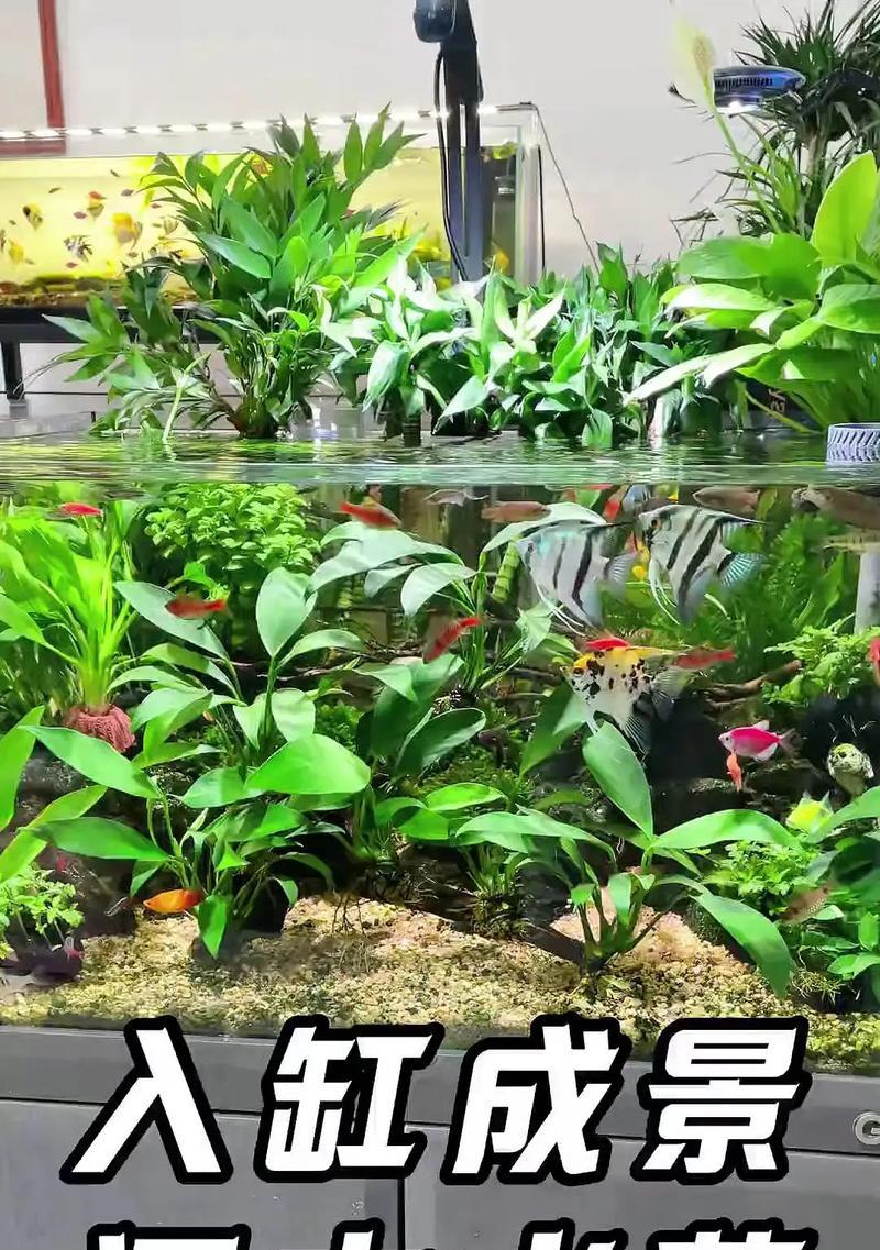 萌宠水族迷你缸创造生活情趣(以亮点水族迷你缸为载体) 萌宠水族迷你缸创造生活情趣(以亮点水族迷你缸为载体)