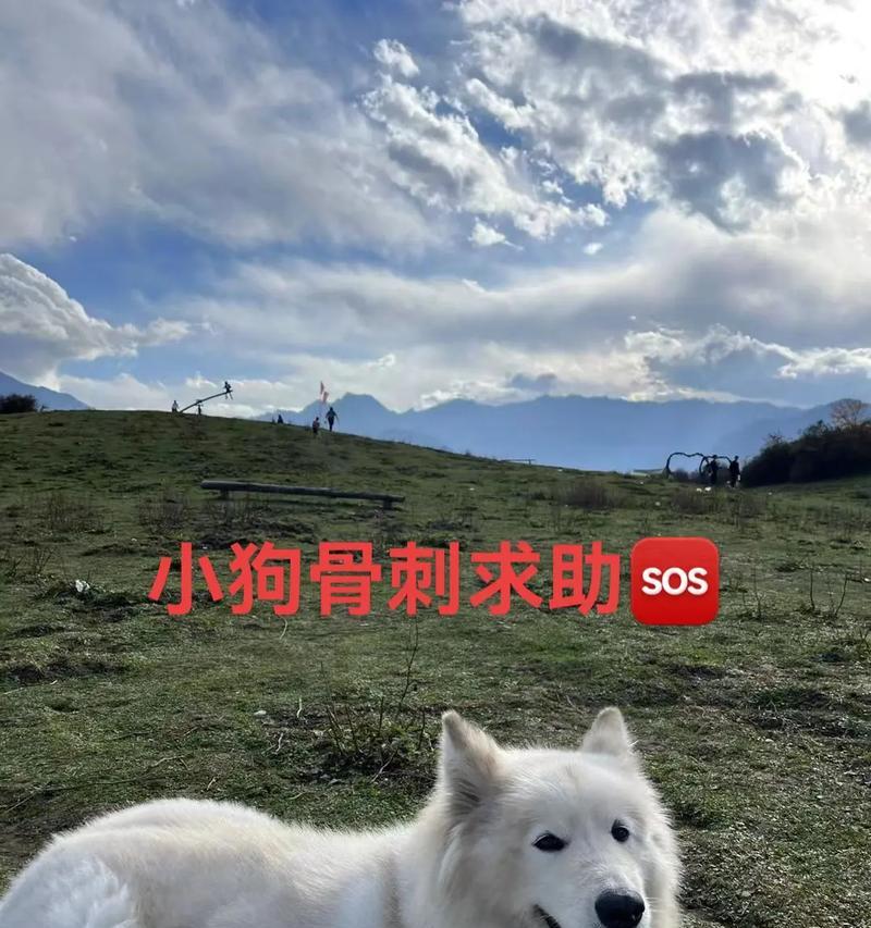 狗狗脊椎长骨刺，如何治疗和预防（详解狗狗脊椎长骨刺的症状和原因）