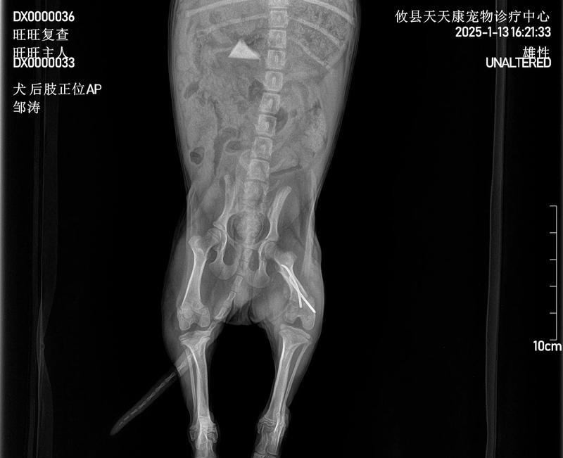 狗狗脊椎长骨刺,如何治疗和预防(详解狗狗脊椎长骨刺的症状和原因) 狗狗脊椎长骨刺,如何治疗和预防(详解狗狗脊椎长骨刺的症状和原因)