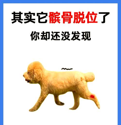 狗狗脊椎长骨刺,如何治疗和预防(详解狗狗脊椎长骨刺的症状和原因) 狗狗脊椎长骨刺,如何治疗和预防(详解狗狗脊椎长骨刺的症状和原因)
