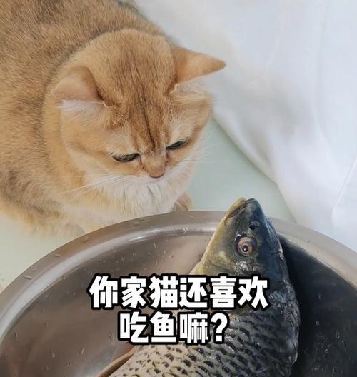 为什么宠物猫喜欢吃鱼（探究猫科动物与鱼的关系）