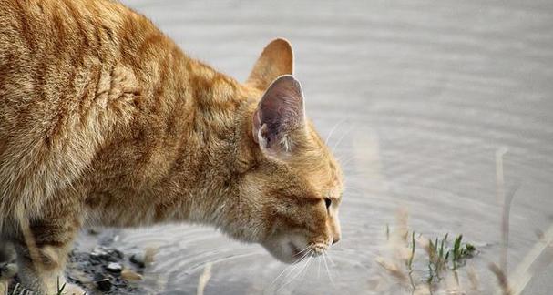 为什么宠物猫喜欢吃鱼（探究猫科动物与鱼的关系）