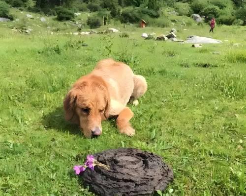 狗狗吃猫粮便便出现血,是怎么回事(了解狗狗吃猫粮导致便血的原因与解决办法) 狗狗吃猫粮便便出现血,是怎么回事(了解狗狗吃猫粮导致便血的原因与解决办法)