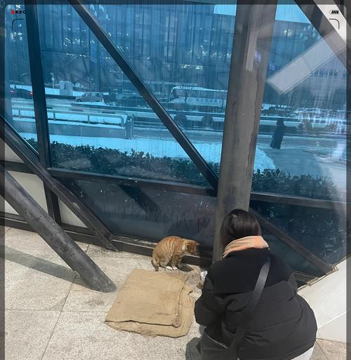 小猫的健康成长(以猫粮为主) 小猫的健康成长(以猫粮为主)