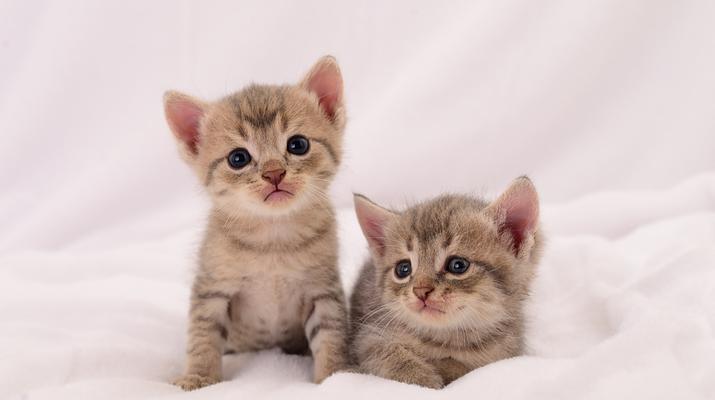 小猫的健康成长(以猫粮为主) 小猫的健康成长(以猫粮为主)