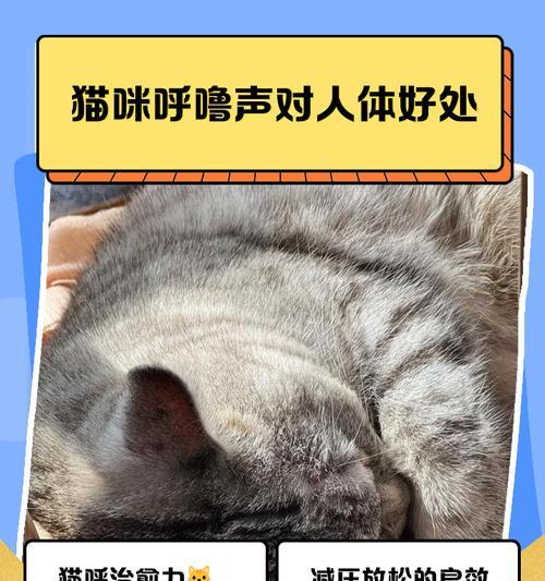 猫咪呼吸声突然重——宠物健康预警(猫咪呼吸系统疾病的预防与治疗) 猫咪呼吸声突然重——宠物健康预警(猫咪呼吸系统疾病的预防与治疗)
