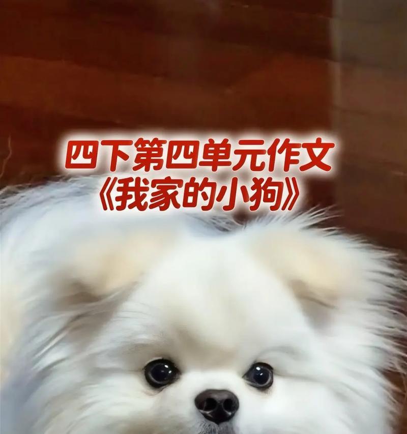 宠物狗的日常护理（狗狗的饮食需求与健康保养）