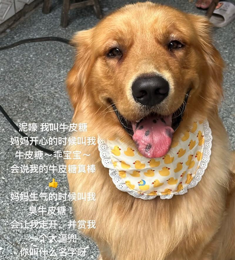 宠物狗的日常护理(狗狗的饮食需求与健康保养) 宠物狗的日常护理(狗狗的饮食需求与健康保养)