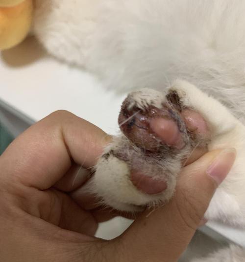 猫咪脚烂了，如何防止宠物受伤（关注宠物健康）