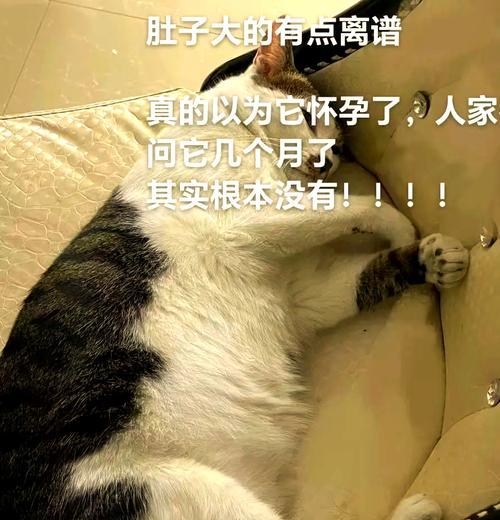 为什么小猫肚子特别大（探究小猫肚子大的原因）