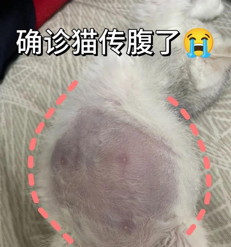 为什么小猫肚子特别大(探究小猫肚子大的原因) 为什么小猫肚子特别大(探究小猫肚子大的原因)