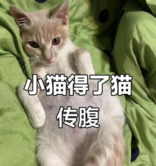 为什么小猫肚子特别大(探究小猫肚子大的原因) 为什么小猫肚子特别大(探究小猫肚子大的原因)