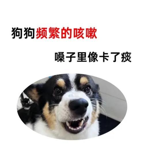 宠物狗喉咙里有痰怎么办(为您解决狗狗喉咙痰多的问题) 宠物狗喉咙里有痰怎么办(为您解决狗狗喉咙痰多的问题)