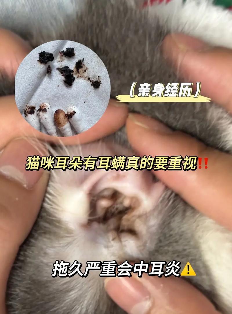 宠物猫咪早期耳螨症状详解（掌握这些知识）