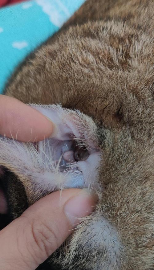 宠物猫咪早期耳螨症状详解（掌握这些知识）