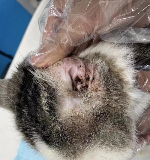宠物猫咪早期耳螨症状详解（掌握这些知识）