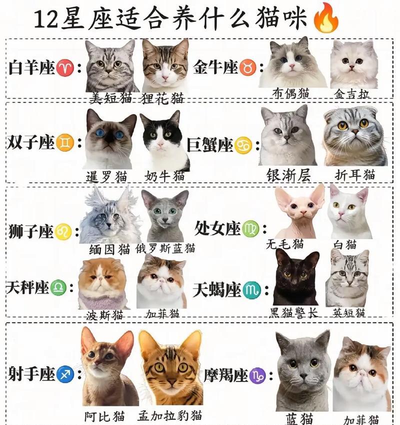 探访萌宅物语的12只猫生活(从猫的角度看宠物生活) 探访萌宅物语的12只猫生活(从猫的角度看宠物生活)