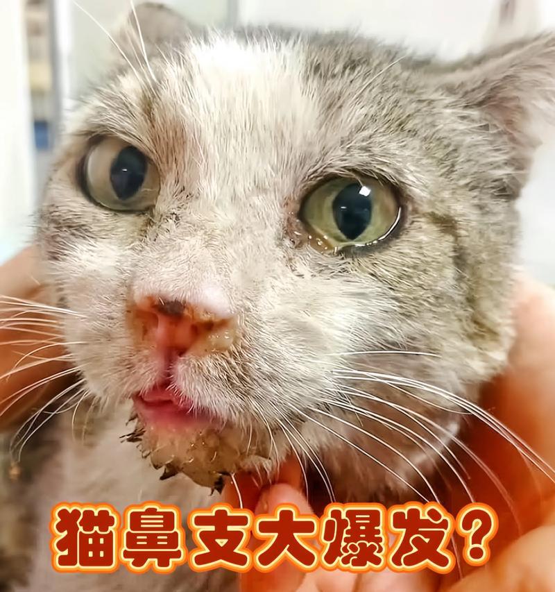 猫咪喷嚏突然多起来，该怎么办（宠物猫咪突然打喷嚏）