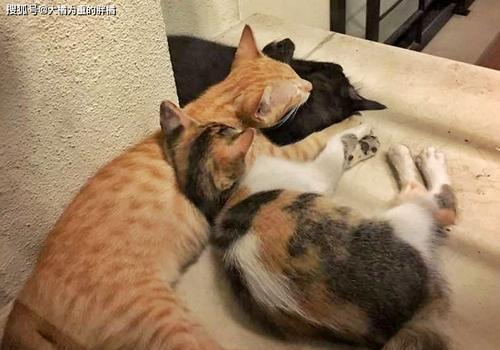 小猫对主人的亲密程度（小猫是否会亲人）