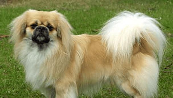 世界十大猎犬品种排名（这些犬只具有天赋般的狩猎本领）