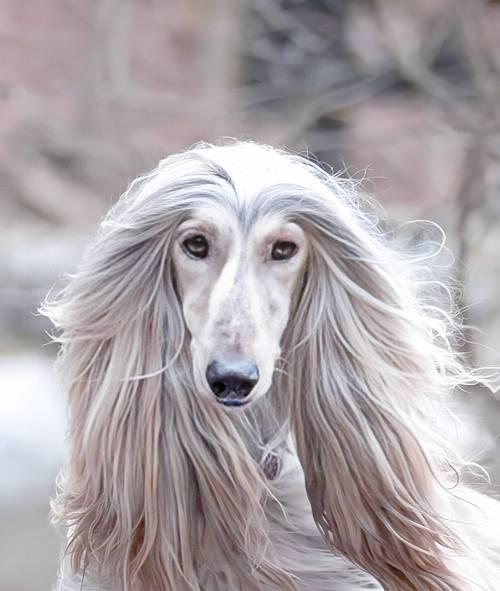 世界十大猎犬品种排名(这些犬只具有天赋般的狩猎本领) 世界十大猎犬品种排名(这些犬只具有天赋般的狩猎本领)