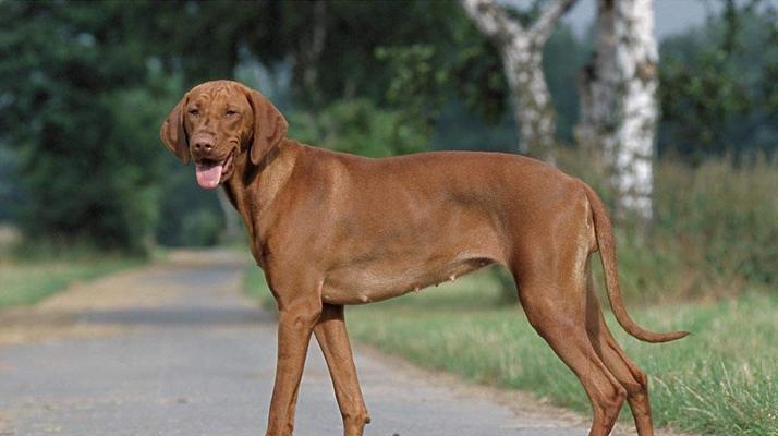世界十大猎犬品种排名(这些犬只具有天赋般的狩猎本领) 世界十大猎犬品种排名(这些犬只具有天赋般的狩猎本领)