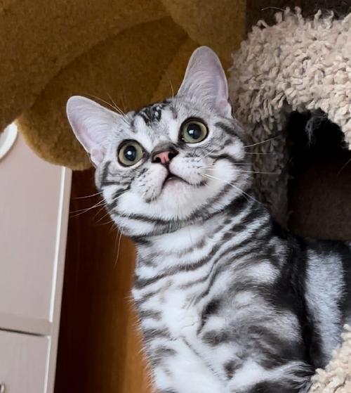 探索美短猫的多彩世界（从经典到独特）