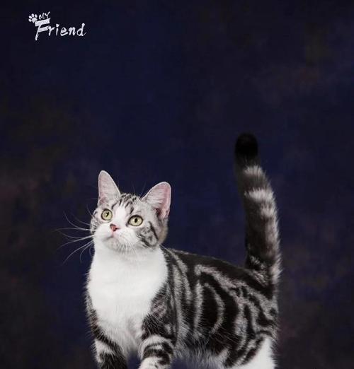 探索美短猫的多彩世界（从经典到独特）