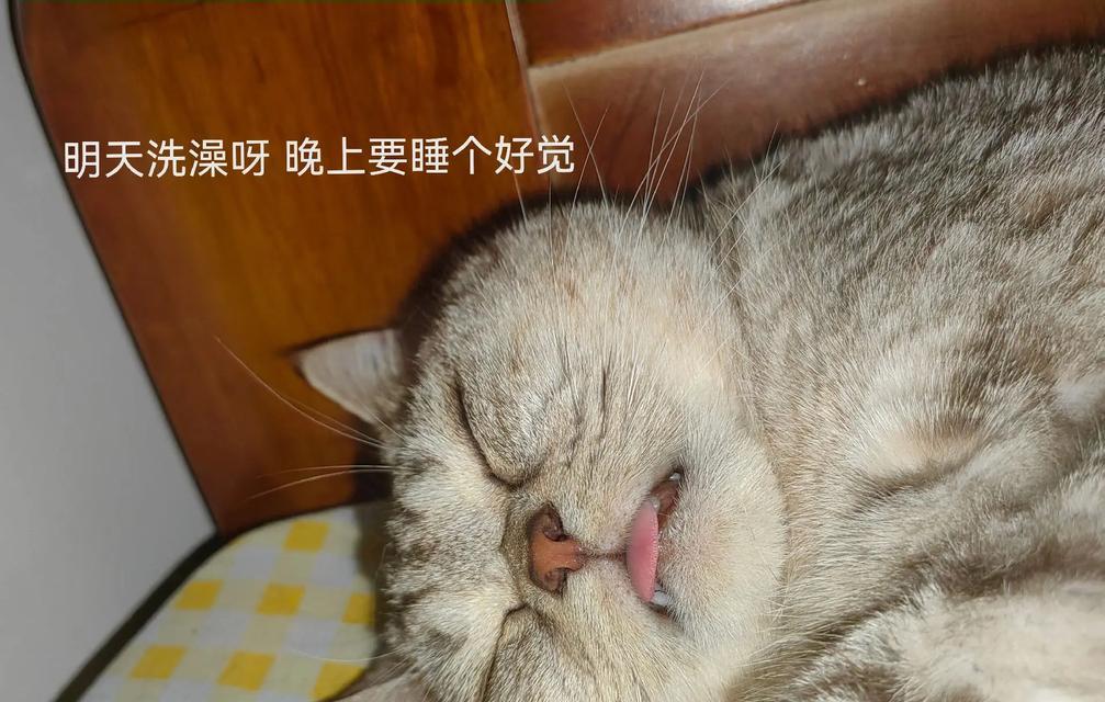 猫咪洗完澡后为什么容易起电（探秘猫咪毛发静电现象）